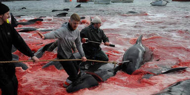 Wal-Massaker mit Haken und Messern