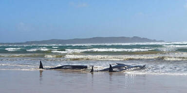 gestrandete Wale an der Küste der australischen Insel Tasmanien