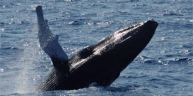Chile schützt seine Wale