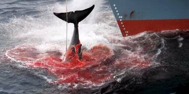 Japaner werden wieder kommerziell Wale jagen