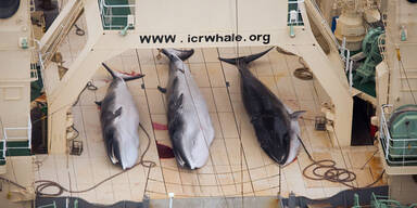 Japan darf keine Wale mehr jagen