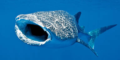 Größter Hai der Welt hat 3.000 Zähne als "Augenlid"