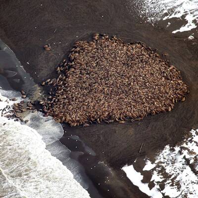 35.000 Walrosse vor Alaska am Strand