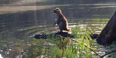 Waschbär surft auf einem Alligator