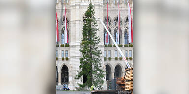 Weihnachtsbaum vor dem Wiener Rathaus