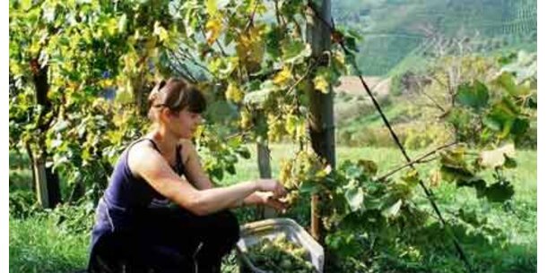 Weinbau profitiert vom Klimawandel