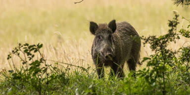 Afrikanische Schweinepest: Bayern baut Schutzzaun Richtung Österreich