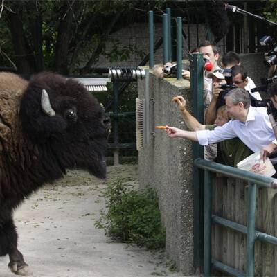 Vizekanzler Molterer ist jetzt Bison-Patenonkel