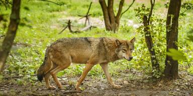 Der Wolf zeigte keine Scheu.