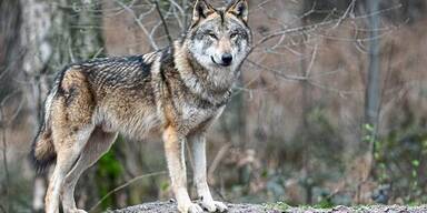 Hohe Wolfsaktivität in Salzburg erwartet