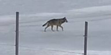 Wolf-Alarm: Video zeigt Wildtier in Kärntner Ortschaft
