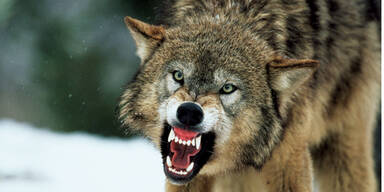 Ein einziger Wolf tötete 18 Tiere im Wienerwald