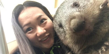 Aus für beliebte Wombat-Selfies