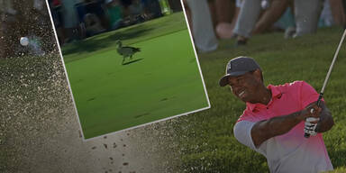 Golf-Star Tiger Woods schießt Gans ab