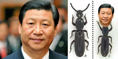 Penis-Käfer nach Chinas Präsident benannt