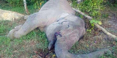 Wilderer erlegen zahmen Elefanten