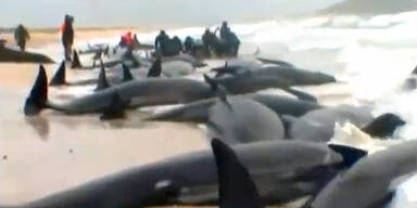 Mysteriös: 198 Wale gestrandet