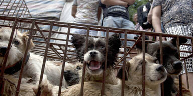 Trotz Corona: Hundefleisch-Festival in China eröffnet