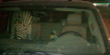 Betrunkener fuhr mit Zebra im Auto