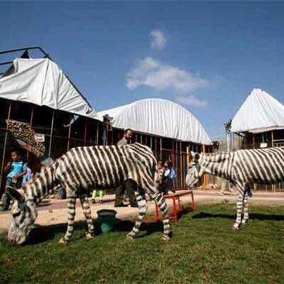 Zoochef malt Esel als Zebra an