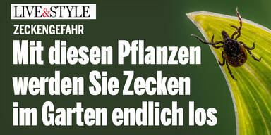 Mit diesen Pflanzen werden Sie Zecken im Garten endlich los