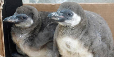 Pinguin-Massaker im Dresdner Zoo
